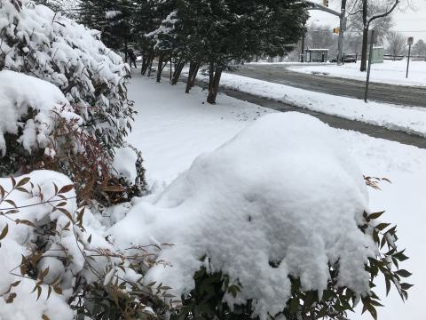 Silver Spring, Maryland, January 13, 2019